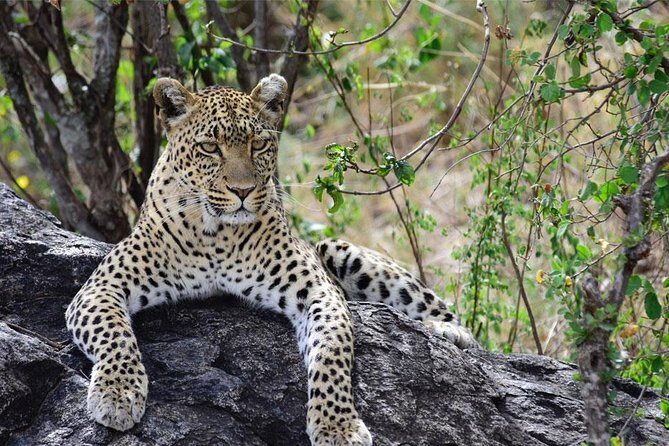 Day Trip to Ngorongoro Crater - Who Should Consider This Tour?