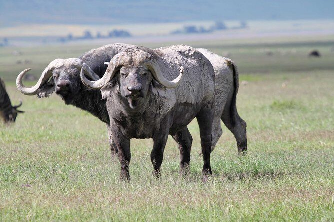 Day Trip to Ngorongoro Crater - The Sum Up