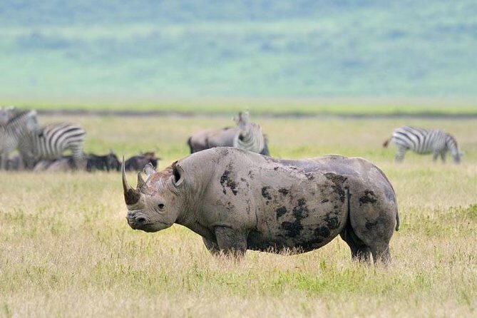 Day Trip to Ngorongoro Crater - FAQ