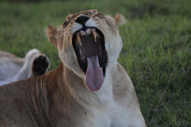 Day Trip to Ngorongoro Crater from Arusha - Key Points