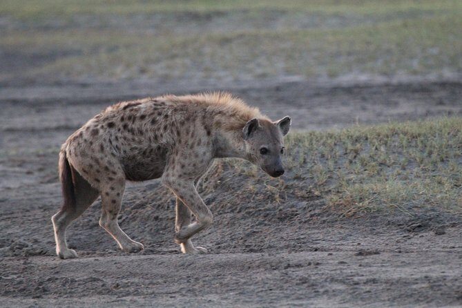 Day Trip to Ngorongoro Crater from Arusha - An Overview of the Ngorongoro Crater Day Trip