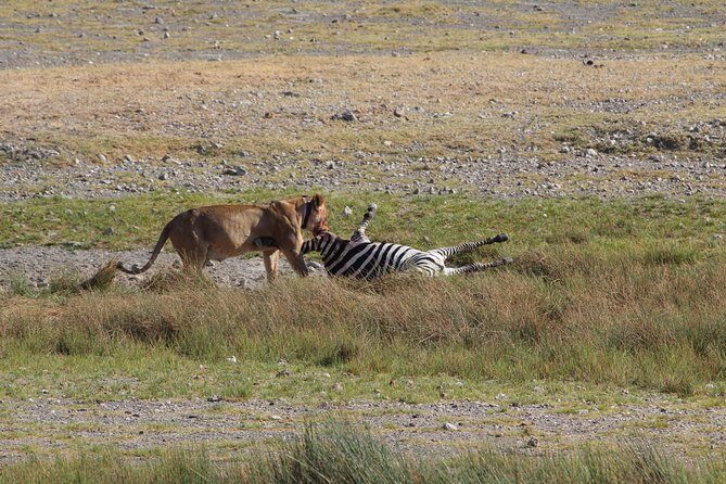Day Trip to Ngorongoro Crater from Arusha - The Experience: What to Expect on the Day