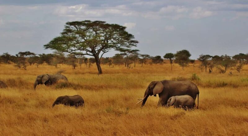 Day trip to Nyerere National Park from Dar-es-Salaam by car - Key Points