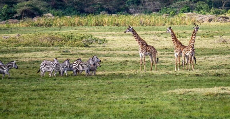 Day trip to Nyerere National Park from Dar-es-Salaam by car - The Itinerary: What to Expect