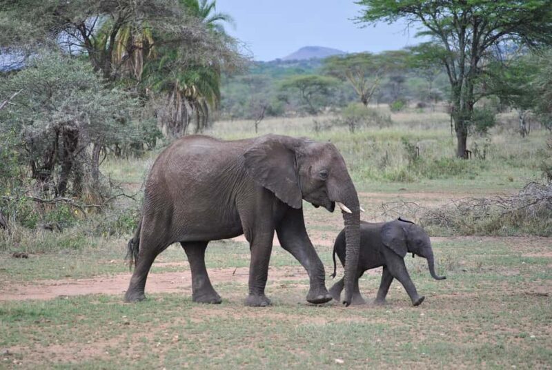 Day trip to Nyerere National Park from Dar-es-Salaam by car - Who Will Love This Trip?