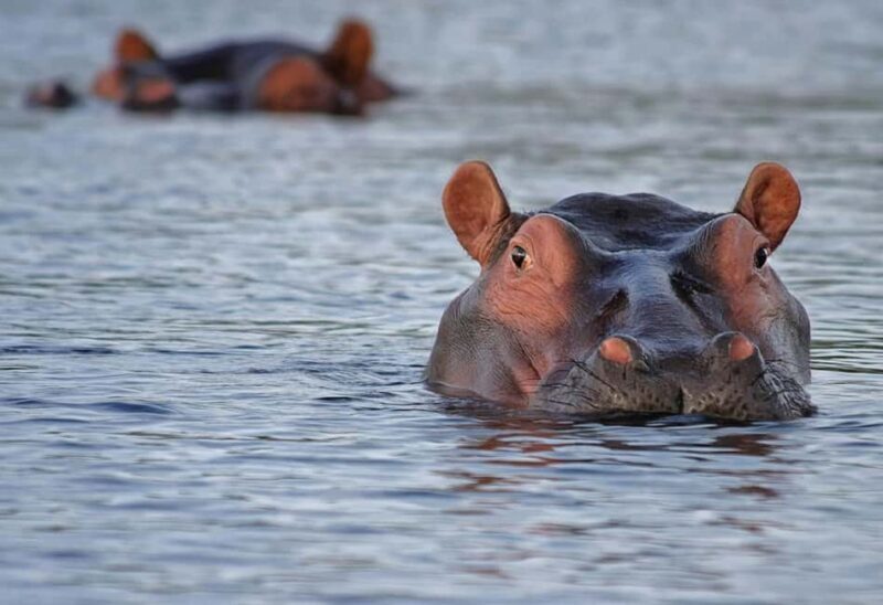 Day trip to Nyerere National Park from Zanzibar by flight - Why Consider a Flight Safari?