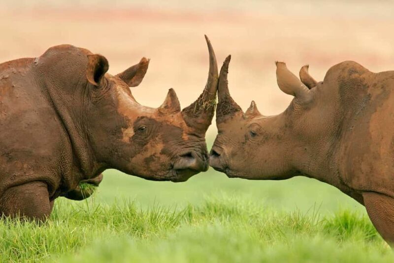 Day Trip to Ol Pejeta Conservation Area from Nairobi - Key Points