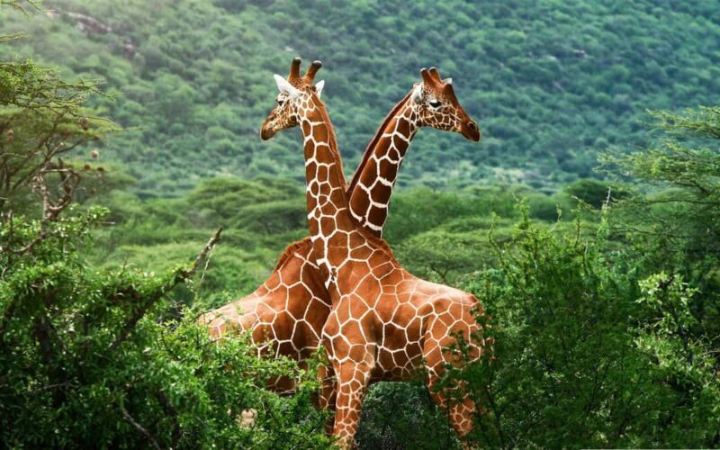 Day Trip to Ol Pejeta Conservation Area from Nairobi - The Sum Up