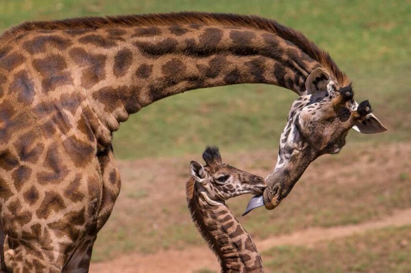 Day Trip to Ol Pejeta Conservation Area from Nairobi - FAQ