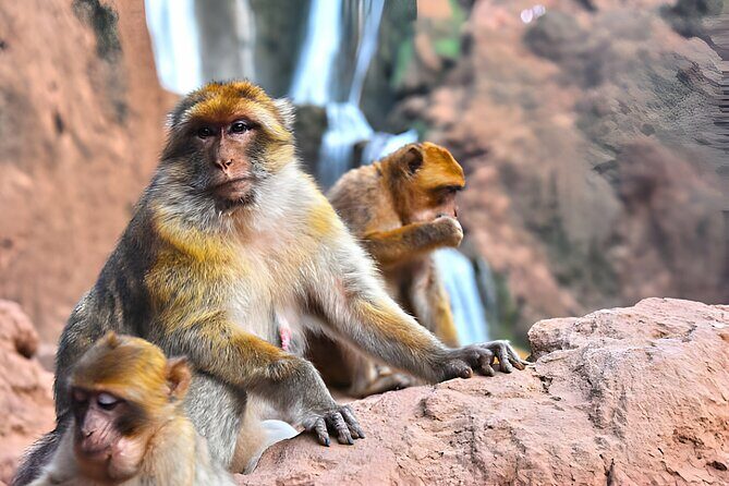 Day Trip To Ouzoud Waterfalls from Marrakech - Who Is This Tour Best For?