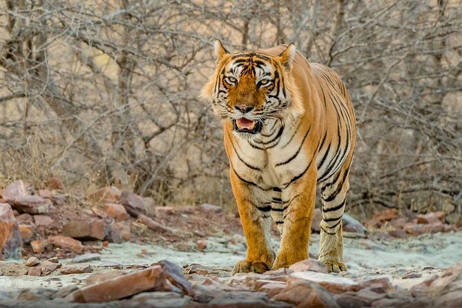 Day Trip to Ranthambore Tiger Safari from Jaipur - Introduction: What to Expect from the Jaipur to Ranthambore Day Trip