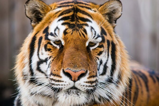 Day Trip to Ranthambore Tiger Safari from Jaipur - Key Points