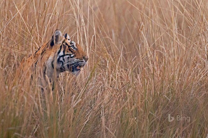 Day Trip to Ranthambore Tiger Safari from Jaipur - Authentic Traveler Insights