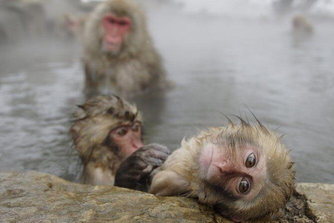 Day Trip to See the Snow Monkeys from Shinjuku with Lunch Buffet - Key Points