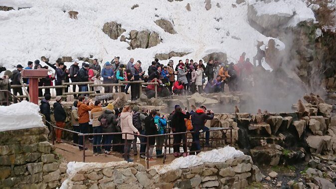 Day Trip to See the Snow Monkeys from Shinjuku with Lunch Buffet - Final Thoughts