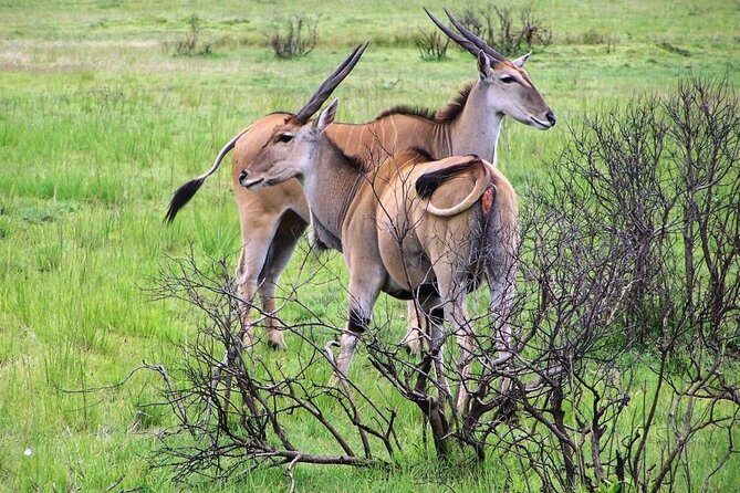 Day Trip to Selous National Park from Zanzibar or Dar es salaam - Key Points