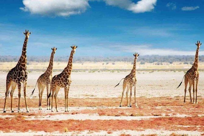 Day Trip to Selous National Park from Zanzibar or Dar es salaam - Who Should Consider This Tour?