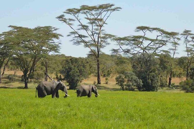 Day Trip to Selous National Park from Zanzibar or Dar es salaam - FAQs