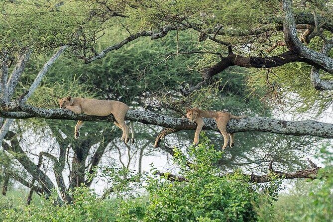 Day Trip To Tarangire National Park - Key Points