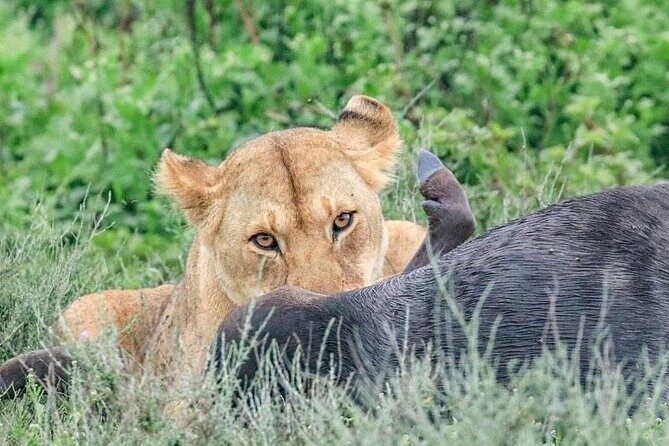 Day Trip To Tarangire National Park - Final Thoughts
