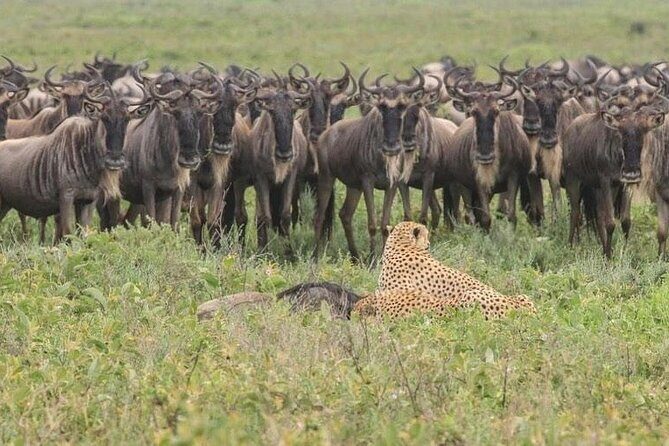 Day Trip To Tarangire National Park - FAQ