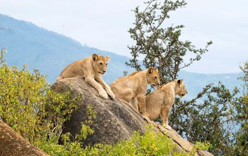 DAY TRIP TO TSAVO EAST PARK FROM MOMBASA/DIANI/MALINDI - Setting the Scene: How the Day Unfolds