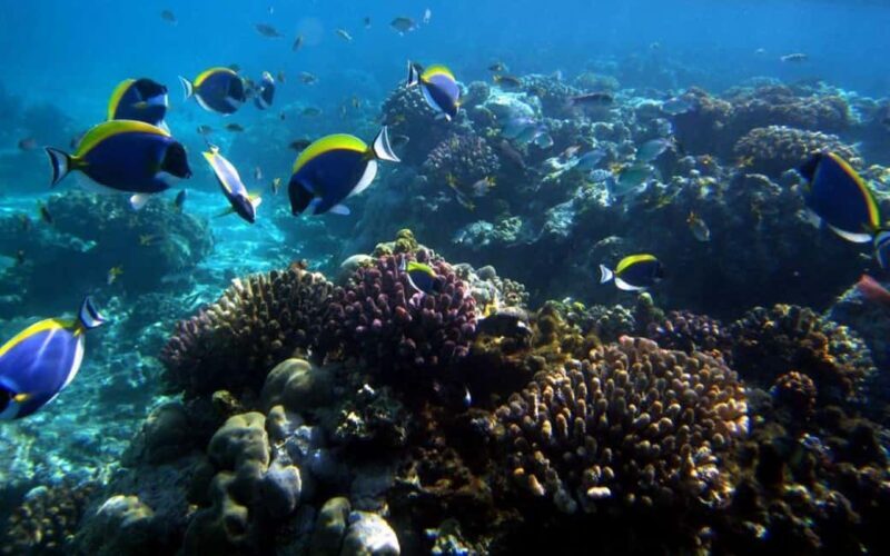 Day trip to Wasini islands from Diani - Key Points