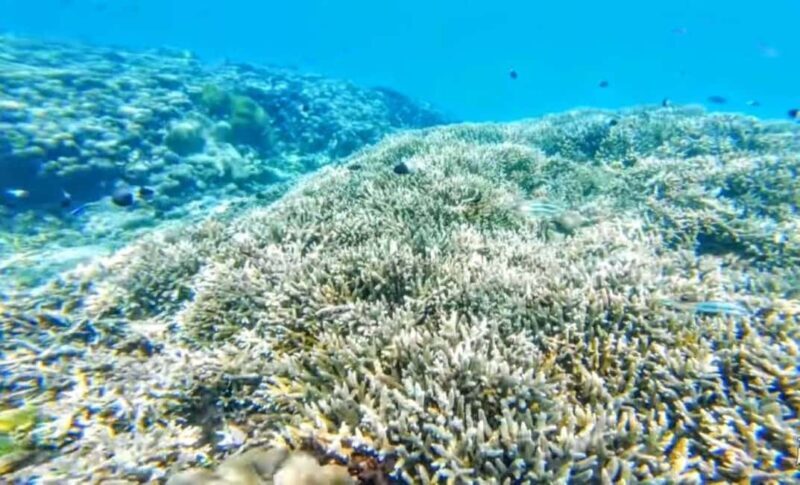 Day trip to Wasini islands from Diani - Who This Tour Is Best For