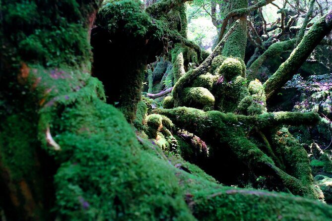 Day Trip to Yakushima by High Speed Jetfoil Toppy from Kagoshima - Who Will Love This Tour?