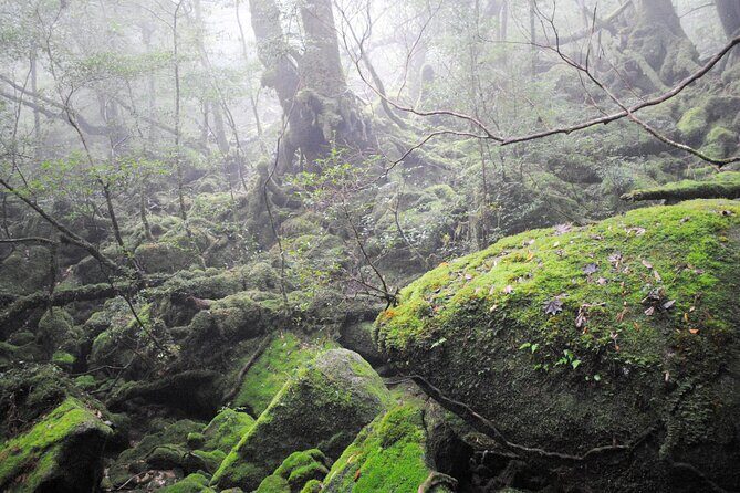 Day Trip to Yakushima by High Speed Jetfoil Toppy from Kagoshima - FAQs