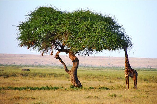 Day Trip - Tsavo East National Park ( Man Eater Lions of Tsavo & Other Big Five) - The Itinerary: What to Expect