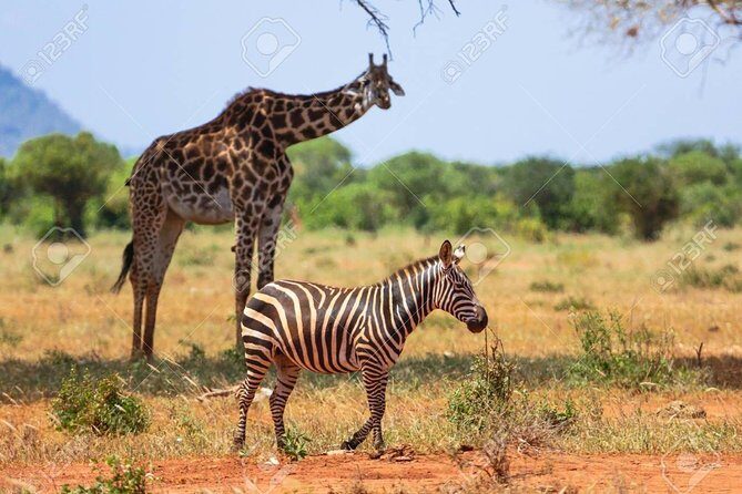 Day Trip - Tsavo East National Park ( Man Eater Lions of Tsavo & Other Big Five) - The Bottom Line: Who Is This Tour For?