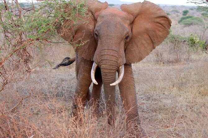 Day Trip - Tsavo East National Park ( Man Eater Lions of Tsavo & Other Big Five) - Frequently Asked Questions