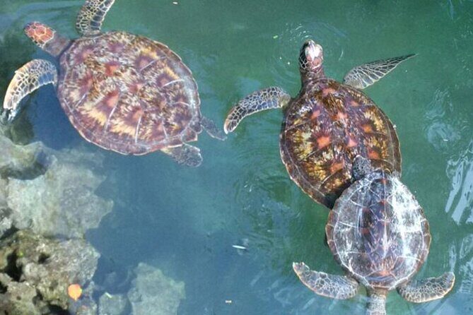 Day Trip Zanzibar: Snorkeling Dolphin Aquarium Turtles and Sunset - Key Points