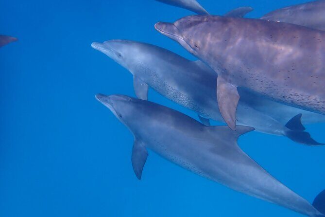 Day Trip Zanzibar: Snorkeling Dolphin Aquarium Turtles and Sunset - Authentic Experiences and Practical Details