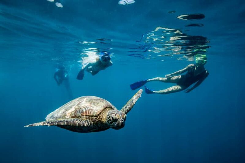 Daydream Island: Great Barrier Reef Adventure Cruise - A Deep Dive into the Great Barrier Reef Adventure from Daydream Island