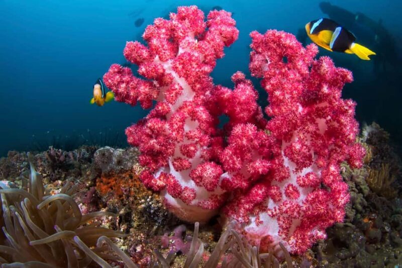 Daymaniyat Diving Trip - The Practicalities: What To Know Before You Go