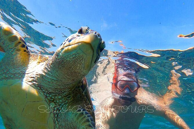 Daymaniyat island Natural Reserve and Dolphin Watching - The Full Experience: What to Expect