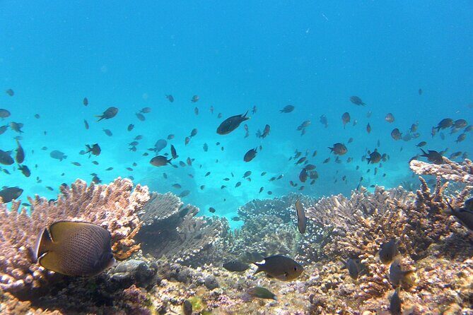 Daymaniyat island Natural Reserve and Dolphin Watching - FAQ