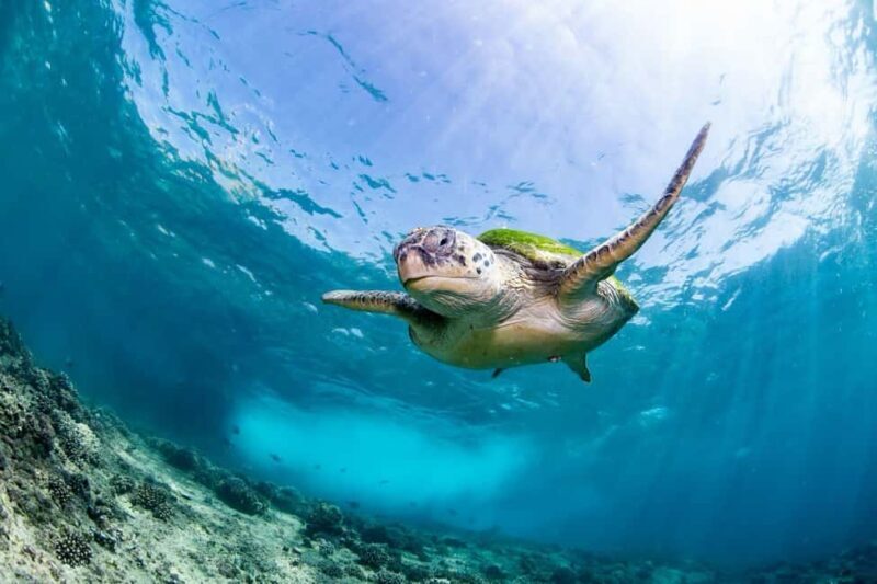 Daymaniyat Island: Snorkelling Tour with Tasty Lunch - Key Points