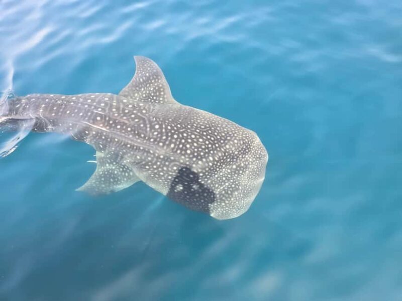 Daymaniyat Island: Snorkelling Tour with Tasty Lunch - What We Loved About the Tour