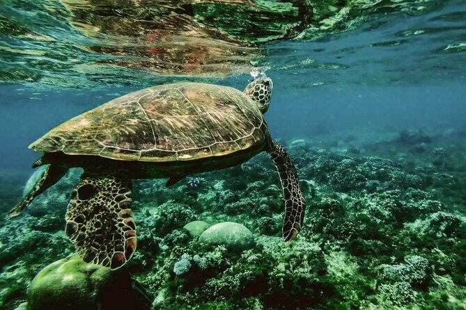 Daymaniyat Islands Oman Sharing Tour - Frequently Asked Questions