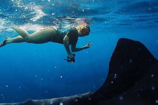 Daymaniyat Islands Snorkeling Half-Day Tour - Analyzing the Value: Is It Worth $200?