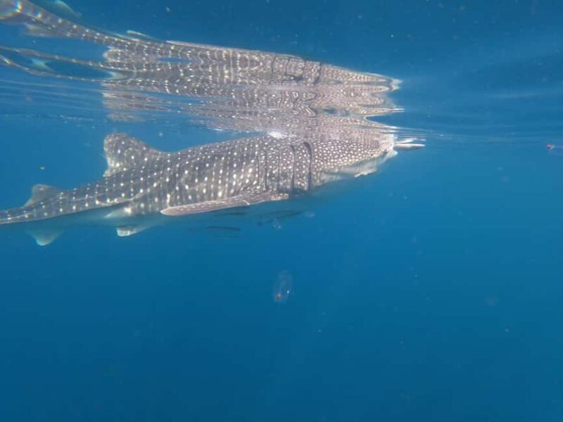 Daymaniyat islands: Visiting and snorkeling in Daymaniyat... - Practical Details and Tips