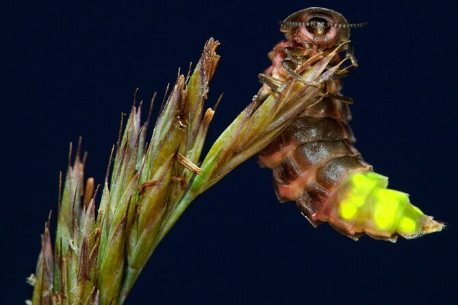 Daytime Scenic Rim Glow Worm Tour + Hop on Hop off Bus - Final Thoughts: Who Is This Tour Perfect For?