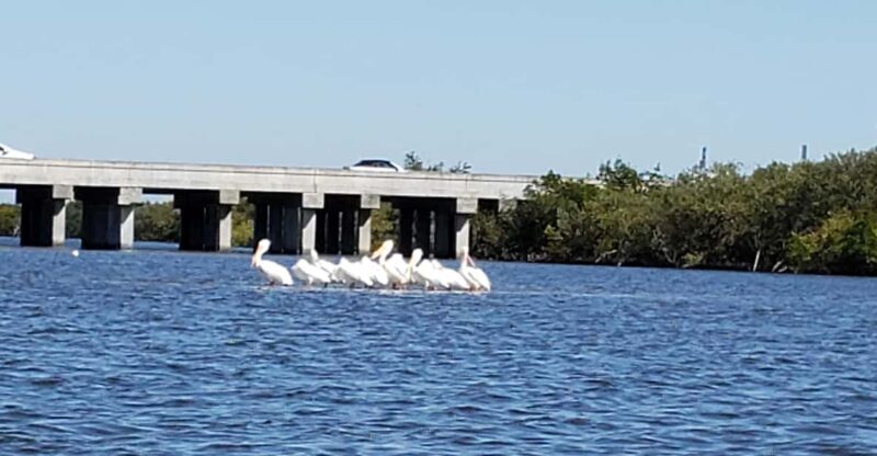 Daytona/New Smyrna Beach: Unforgettable Kayak Wildlife tours - An Introduction to the Tour