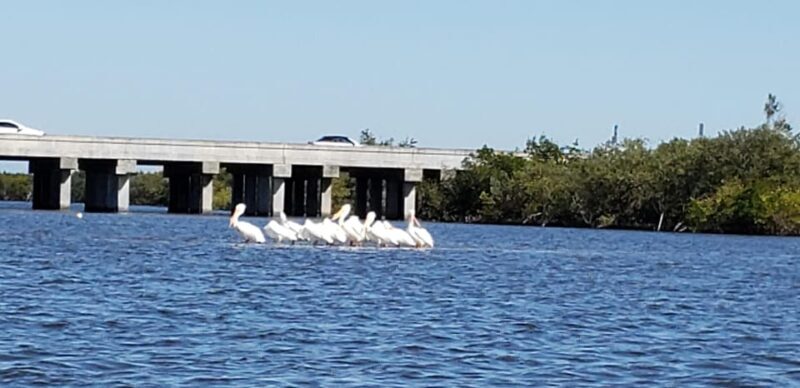 Daytona/New Smyrna Beach: Unforgettable Kayak Wildlife tours - Practical Details and Tips