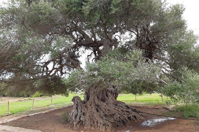 Daytrip to Kerkouen Unesco Site Kelibia and Houaria Caves - Frequently Asked Questions (FAQs)