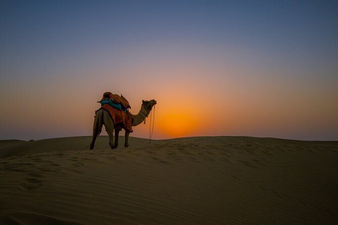 Dazzling Half Day Tour of Camel & Desert Safari with Sunset - What’s Included & What’s Not