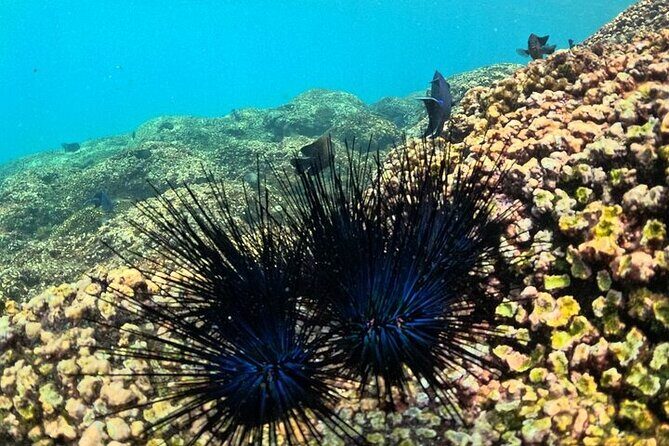 DE Huatulco Secret Reefs Snorkeling Tour DE Huatulco - Key Points